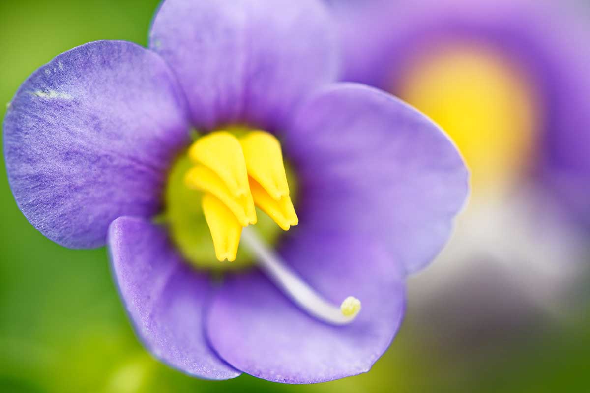 A close up horizontal image of a single Persian violet (Exacum affine) bloom pictured on a soft focus background.