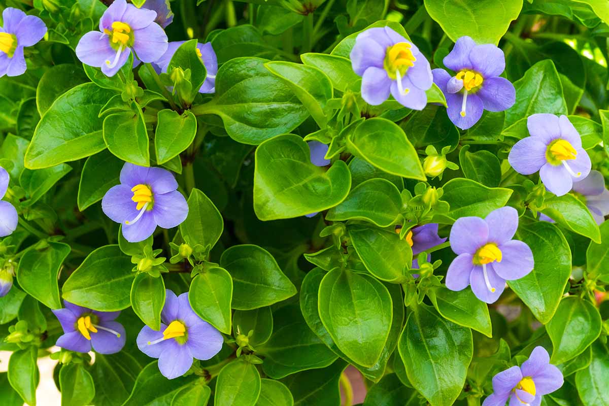 A close up horizontal image of purple Persian violet (Exacum affine) flowers growing in a pot surrounded by green foliage.