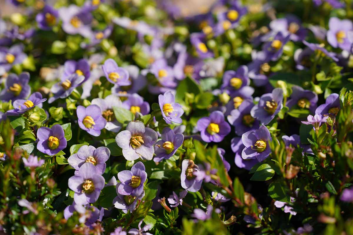 A close up horizontal image of purple Exacum affine blooms pictured in bright sunshine.