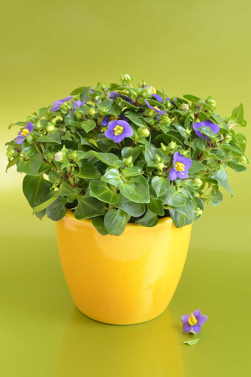 A close up horizontal image of potted Persian violets (Exacum affine) pictured on a green soft focus background.