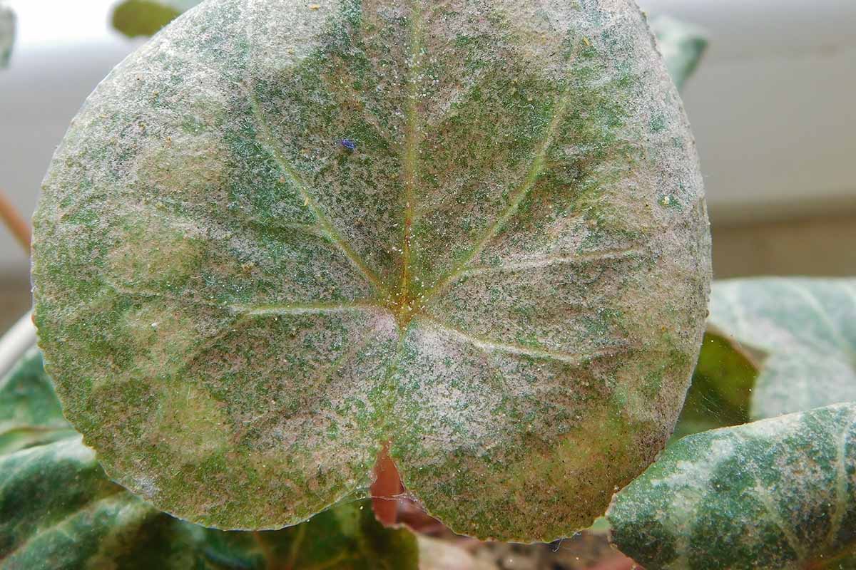 A close up horizontal image of a cyclamen leaf suffering from an infestation of spider mites.