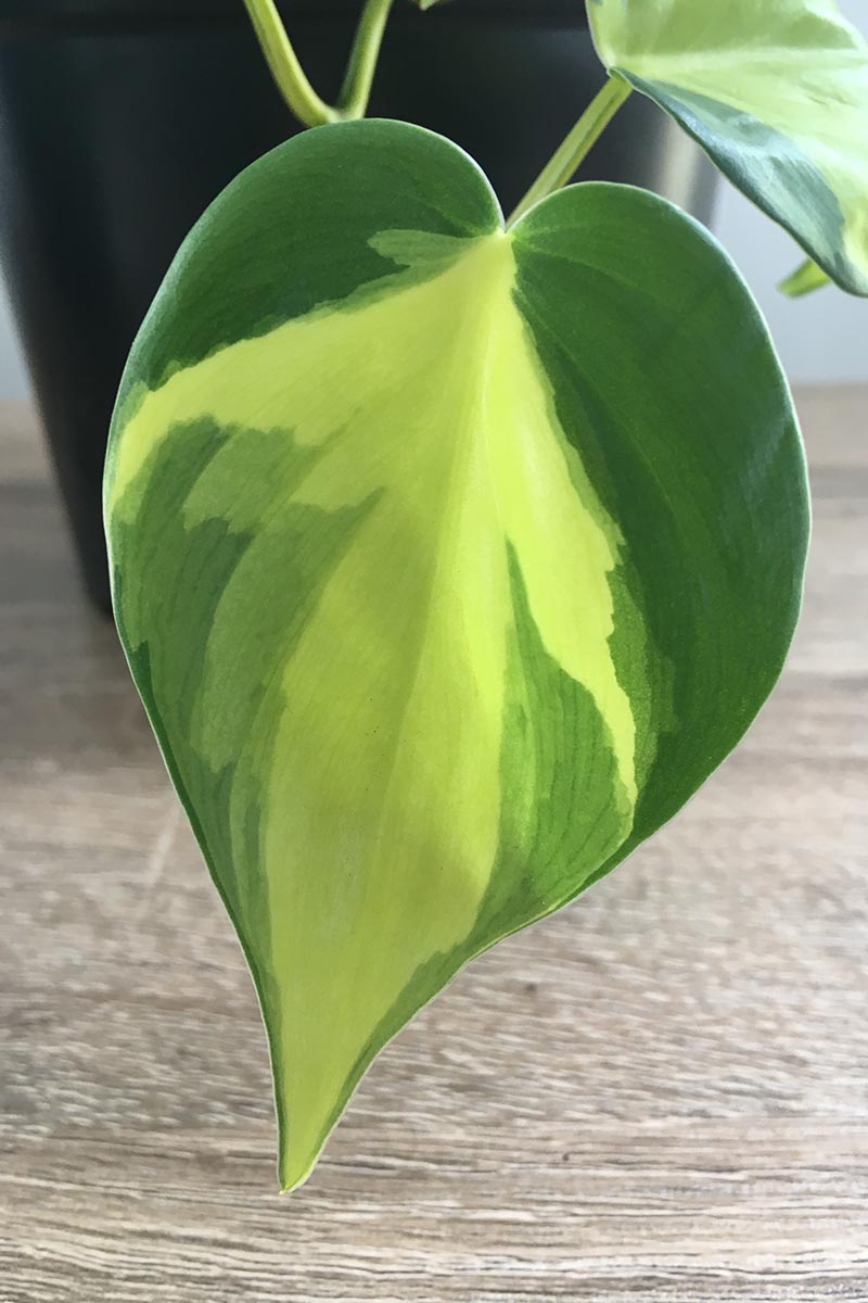 A close up vertical image of a philodendron 'Brasil' leaf with a black pot set on a wooden surface in the background.