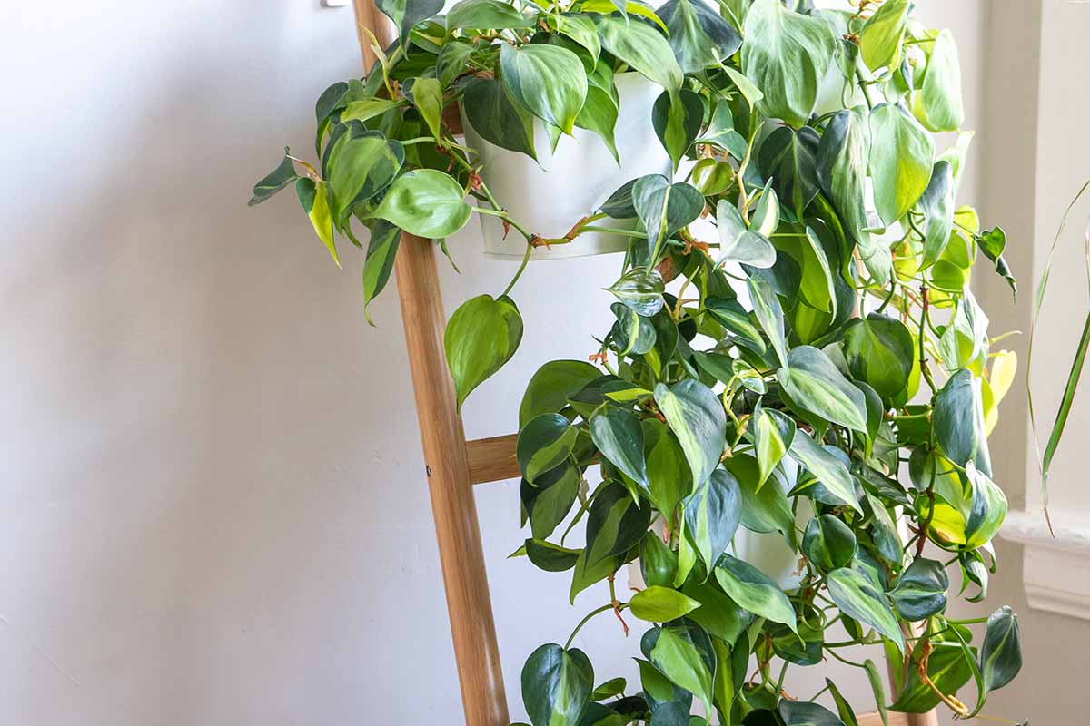 A close up horizontal image of a philodendron with variegated foliage climbing up a wooden trellis indoors.