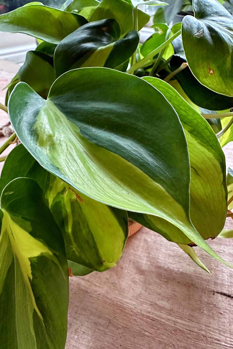 A close up vertical image of the variegated foliage of a philodendron 'Brasil' growing in a pot set on a wooden surface.