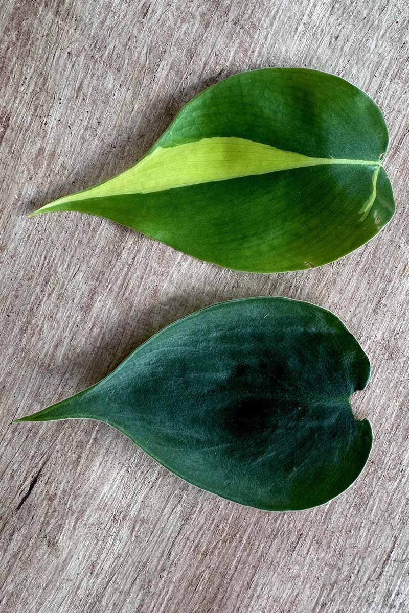 A close up vertical image of two leaves, the top one being a variegated 'Brasil' and the bottom from a micans philodendron.