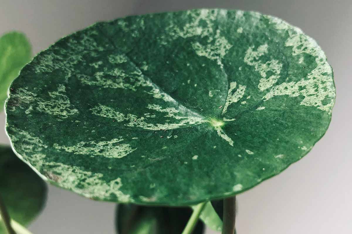 A close up horizontal image of the variegated foliage of a Pilea peperomioides 'Mojito' pictured on a soft focus background.