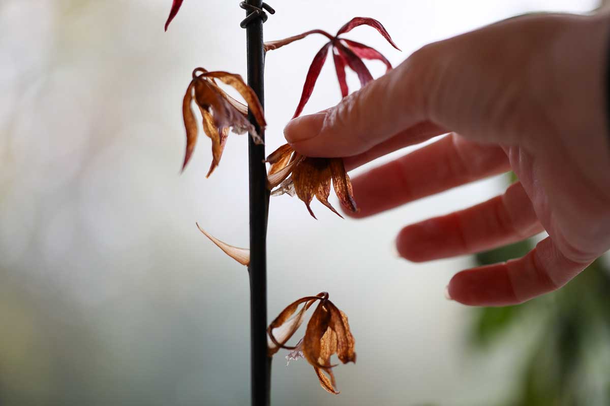 A close up horizontal image of a hand from the right of the frame pinching off the spent orchid flowers from a stalk.