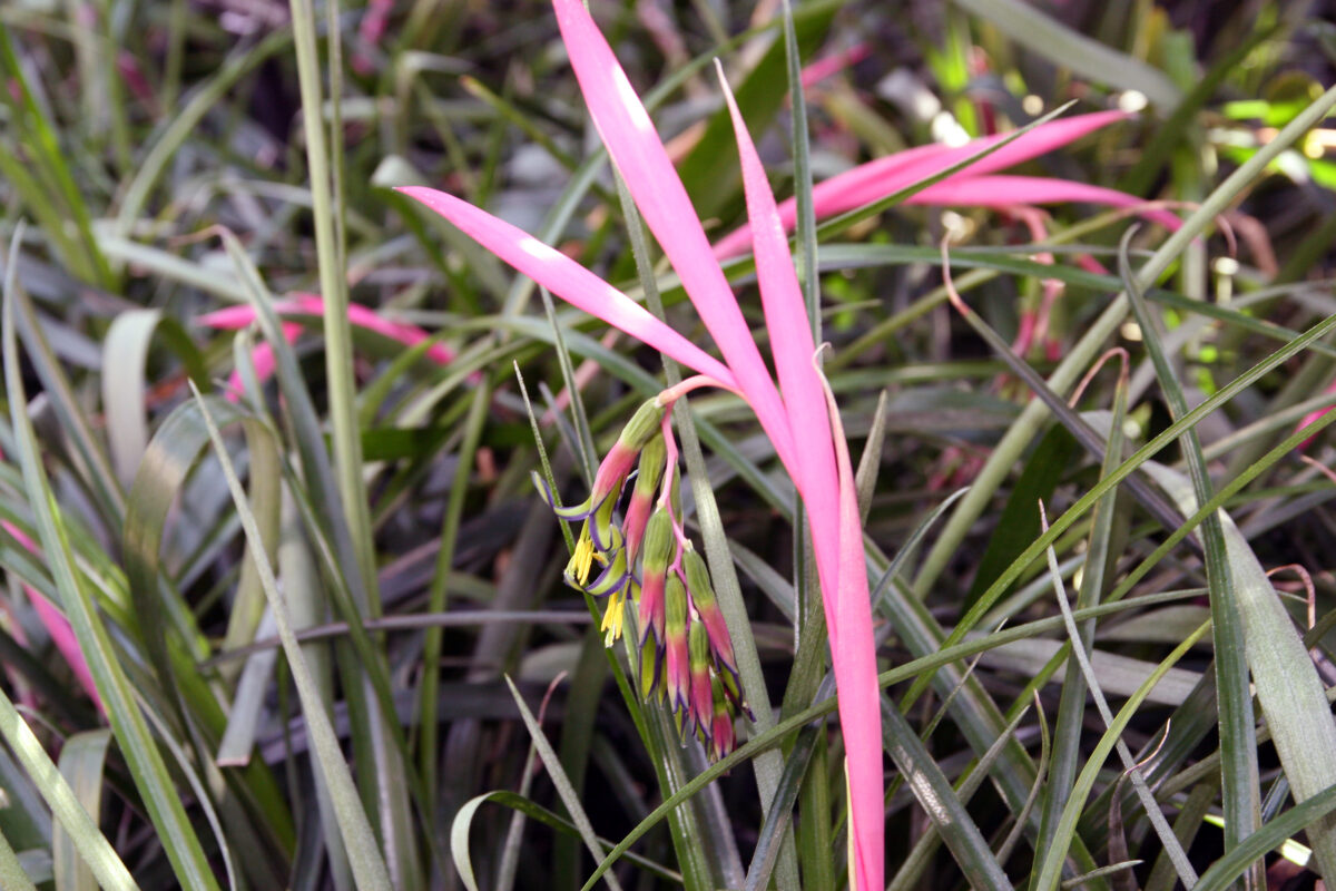 A horizontal photo of a queen's tears bromeliad with several pink flowers emerging from the center stalk.