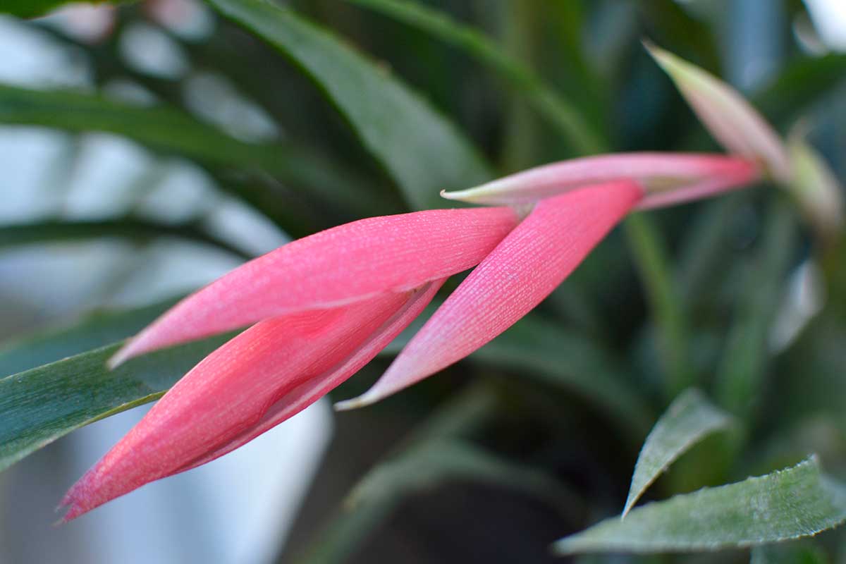 A horizontal close up of a pink queen's tears bromeliad in bloom. The pink flower is centered in the frame with the green foliage out of focus behind it.