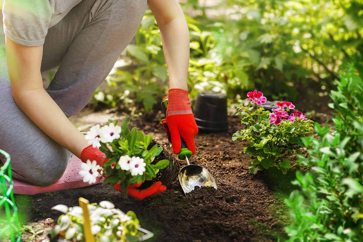 A close up horizontal image of a gardener transplanting flowers into the garden.