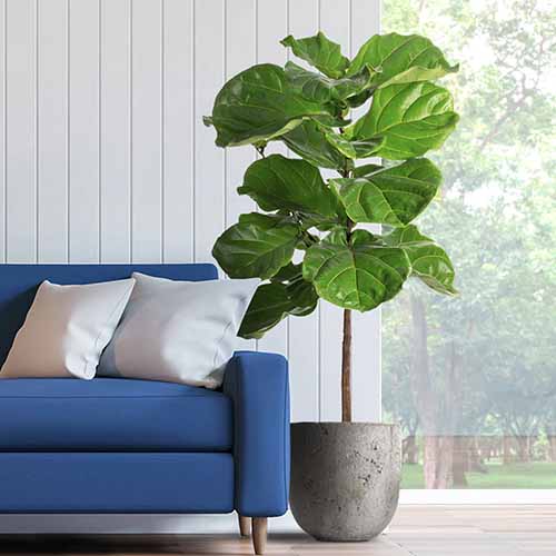 A square shot of a potted fiddle leaf fig in a cement pot next to a blue sofa indoors.