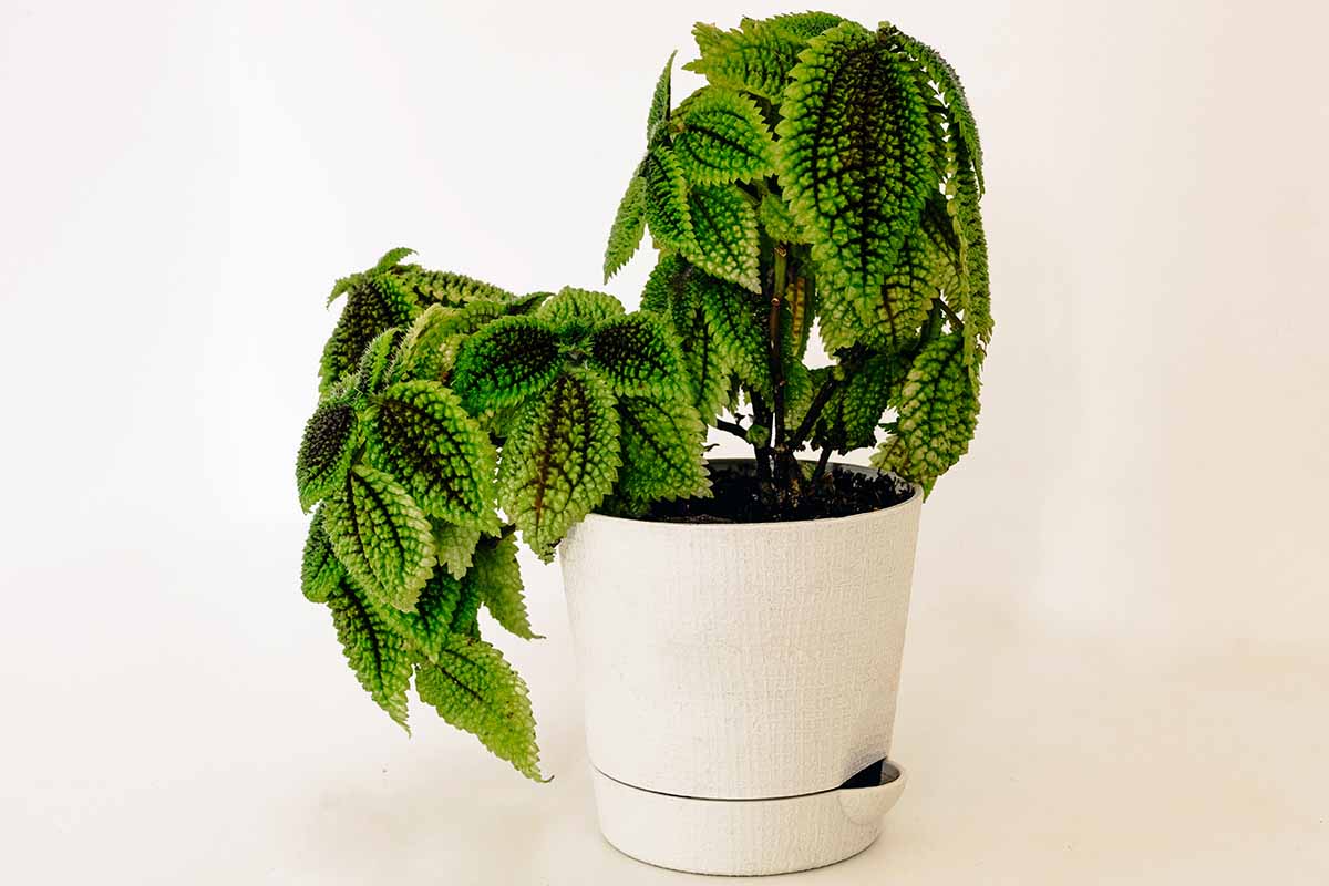 A horizontal image of a potted friendship plant in a white pot, on a white surface, in front of a white background.