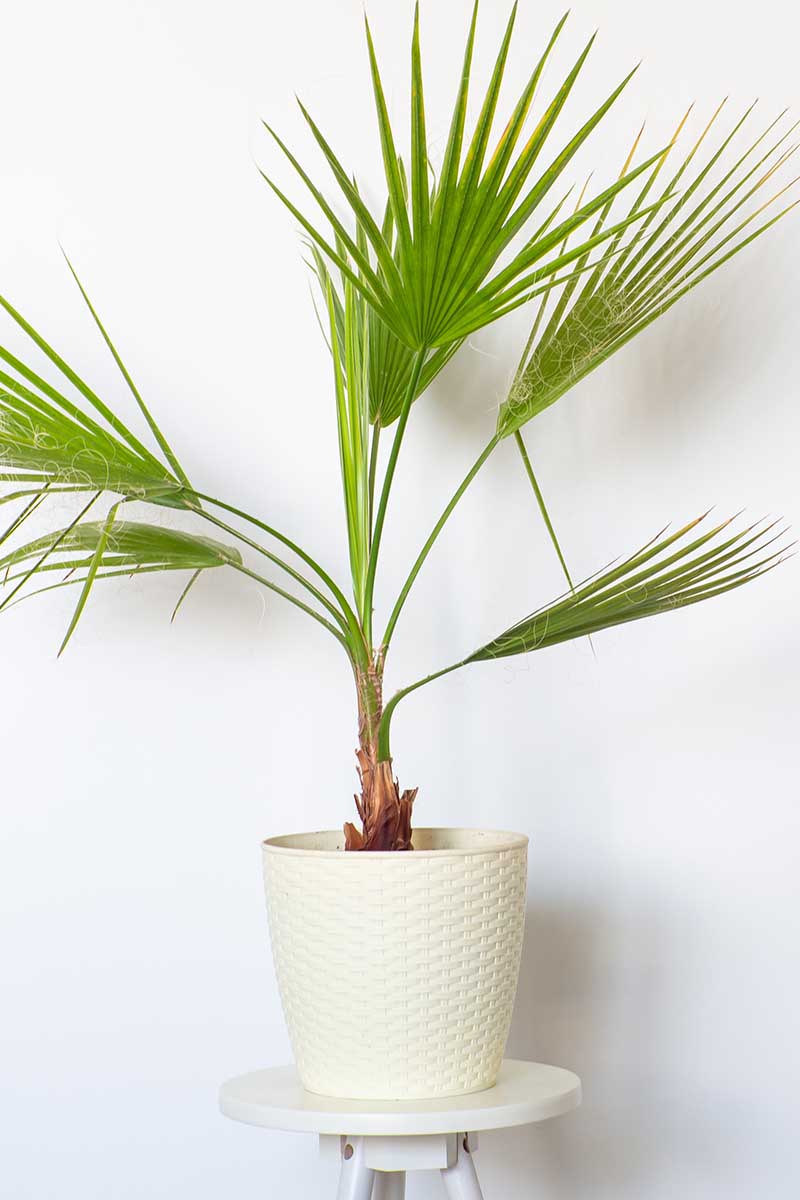 A close up vertical image of a Mexican fan palm in a small white pot indoors.
