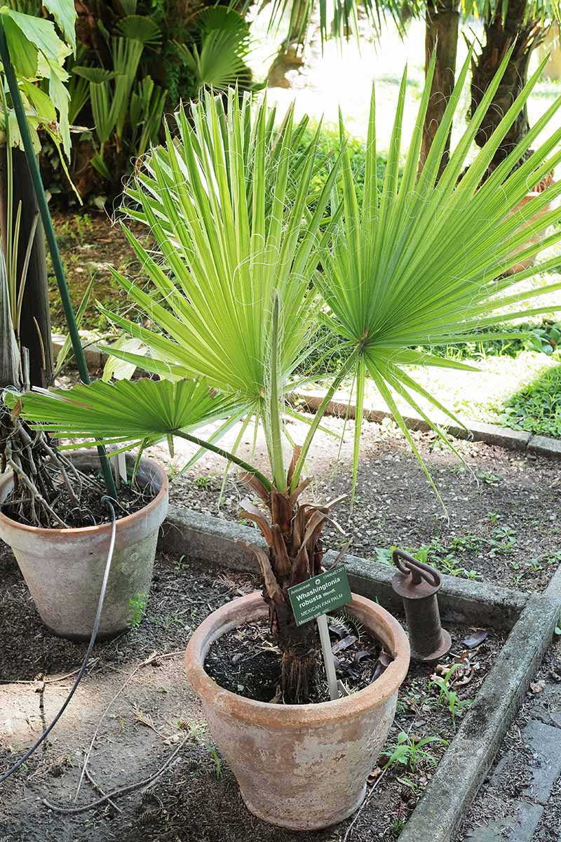 A close up vertical image of a potted Mexican fan palm set outdoors on a patio.
