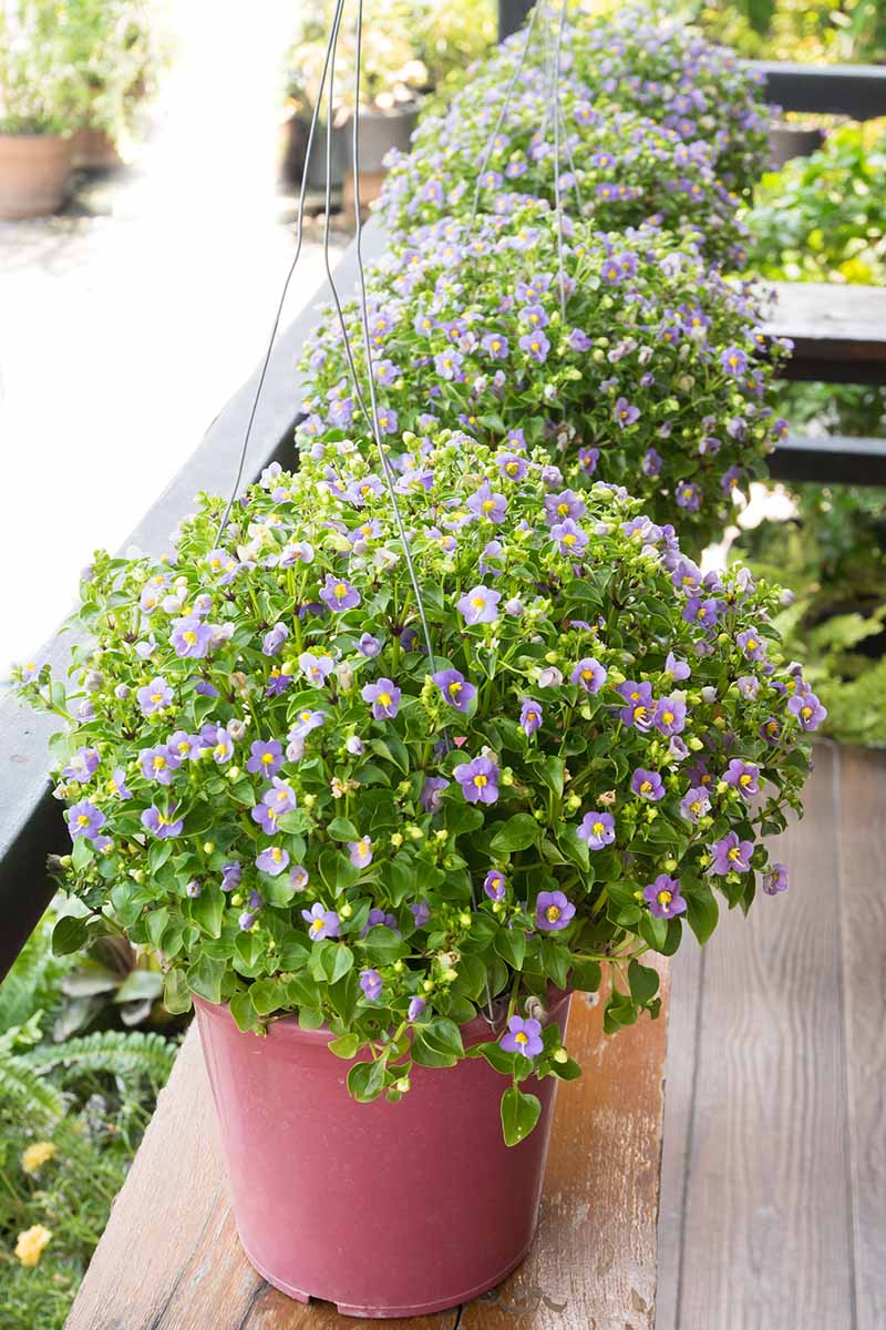 A close up vertical image of a row of potted Exacum affine plants set on a wooden deck outdoors.