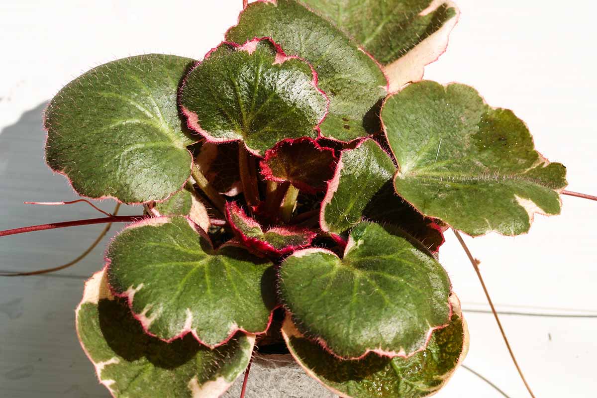 A horizontal image of a potted strawberry geranium sitting on a white surface and illuminated with bright light.