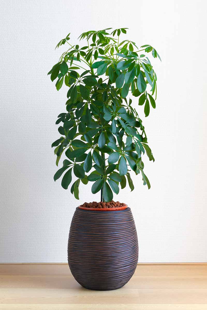 A vertical photo of a potted Schefflera Compacta houseplant umbrella tree in a large brown pottery pot. The plant is seated on a light wooden floor in front of white wall