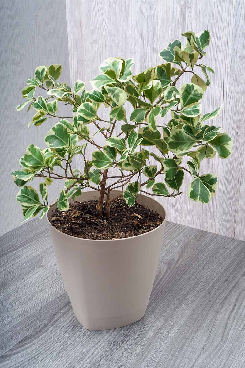 A vertical shot of a potted variegated ficus in a gray pot sitting on a gray marbled floor.