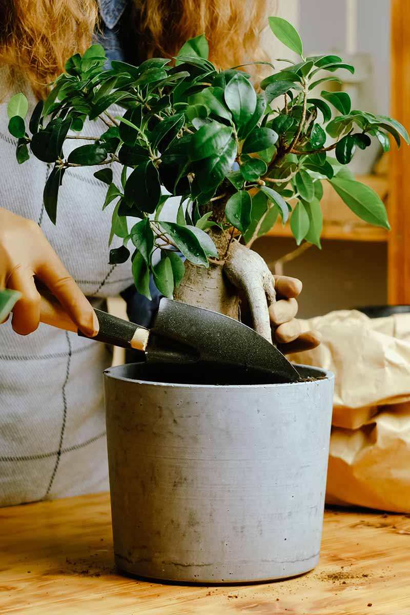 A vertical shot of a woman filling a pot with potting soil as she transplants a ginseng fig.