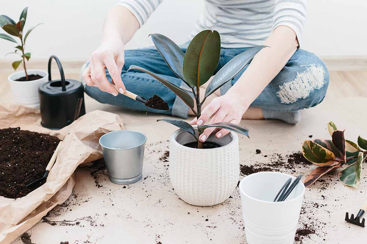 A horizontal shot of a woman sitting cross-legged on the floor potting a rubber ficus in a white pot in front of her.