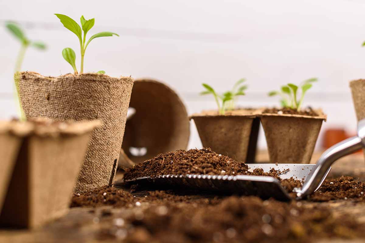 A close up horizontal image of seedlings growing in biodegradable pots set on a wooden table with soil scattered around.