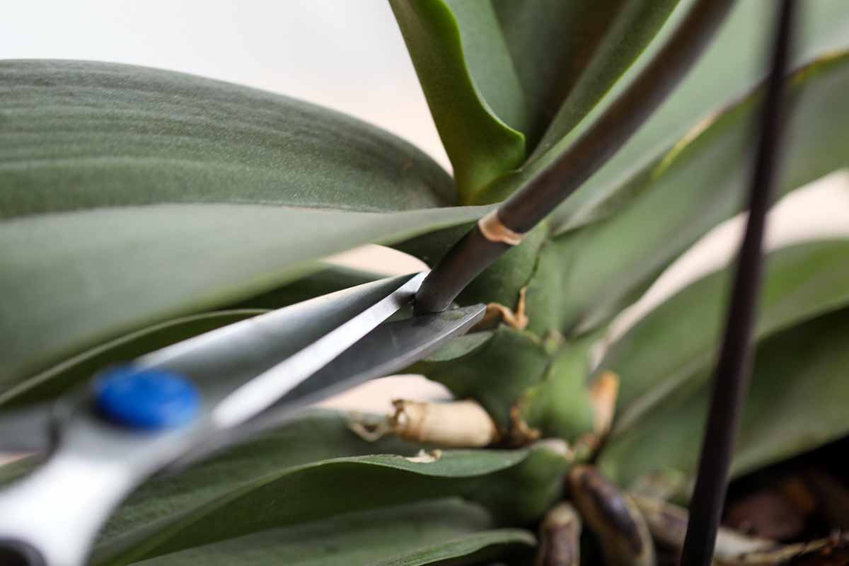 A close up horizontal image of a pair of scissors trimming a spent flower stalk off a Phalaenopsis orchid.