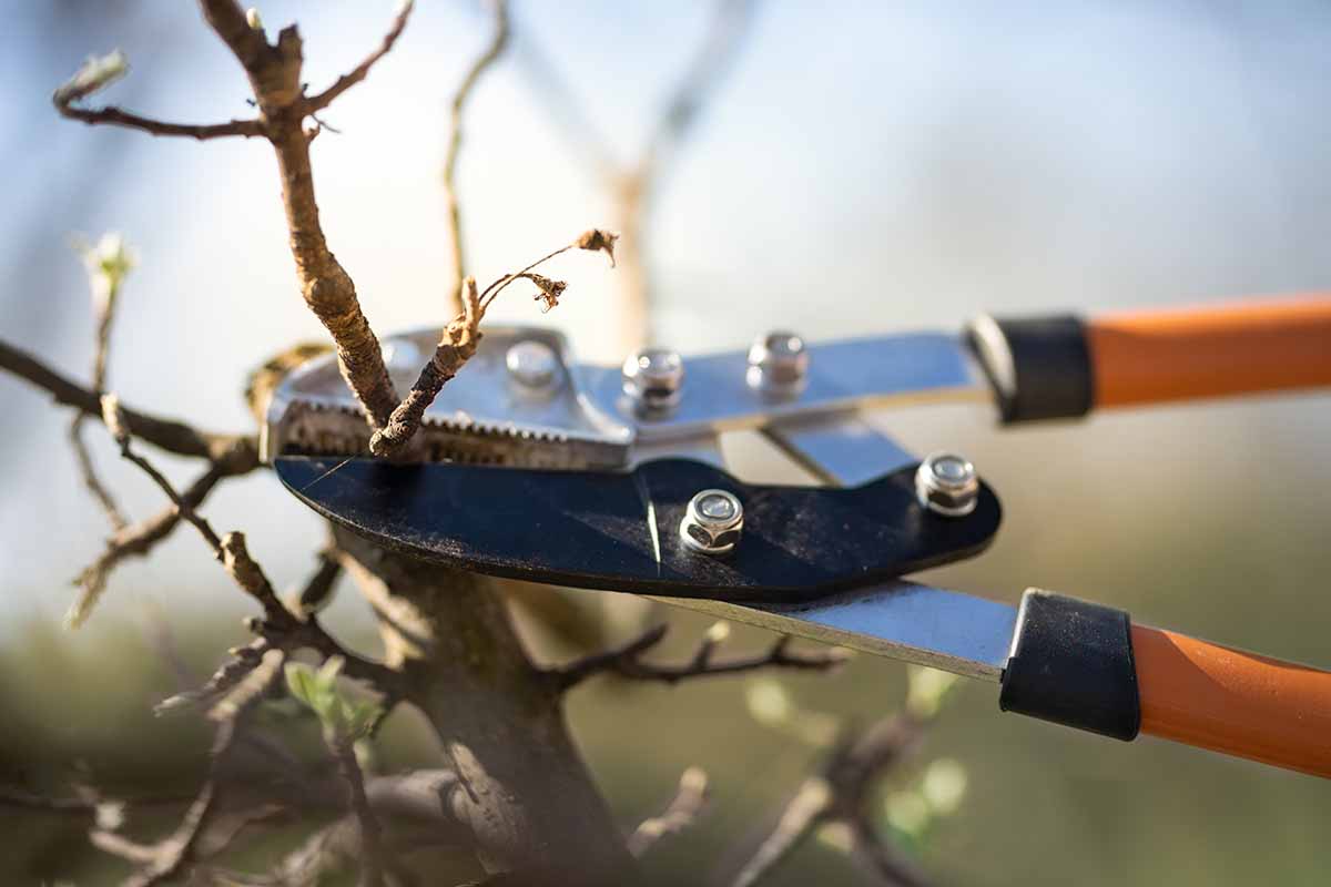 A close up horizontal image of a pair of pruners cutting the branches of a shrub in spring.