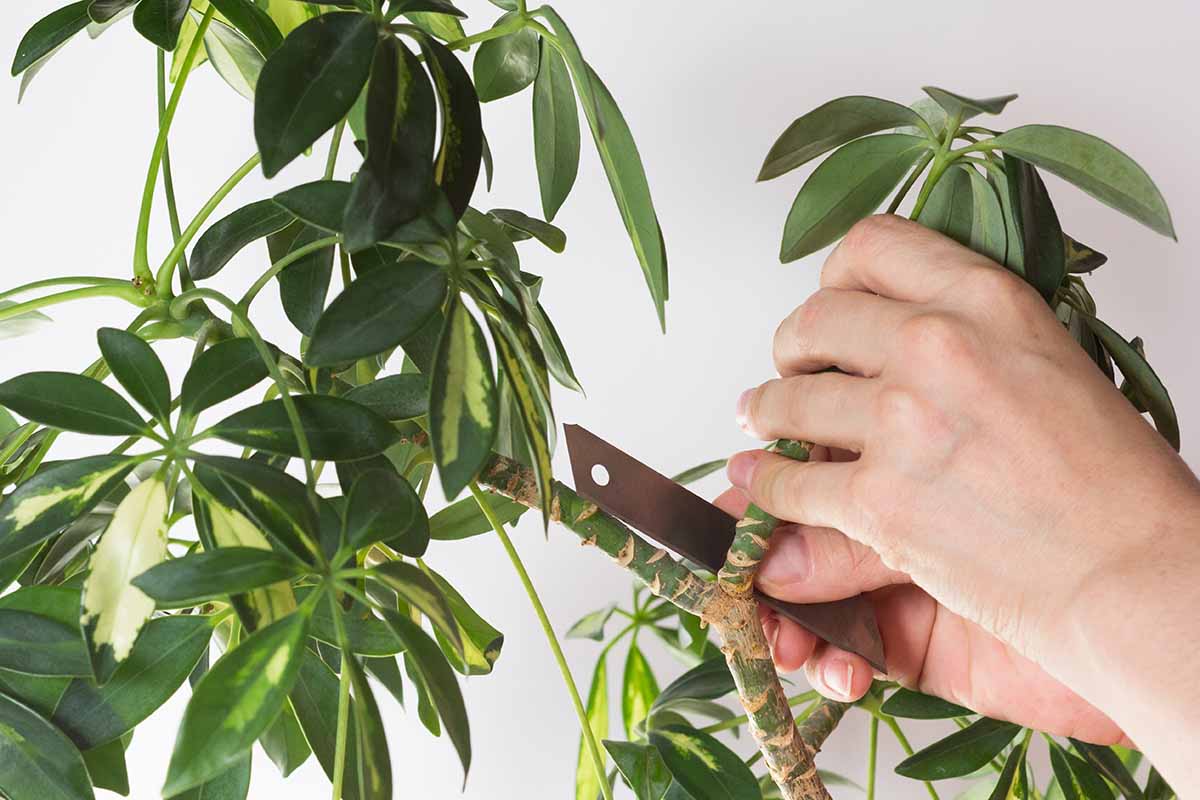 A horizontal close up of a woman's hand cutting branch from stem of Schefflera arboricola or dwarf umbrella tree on a white background.