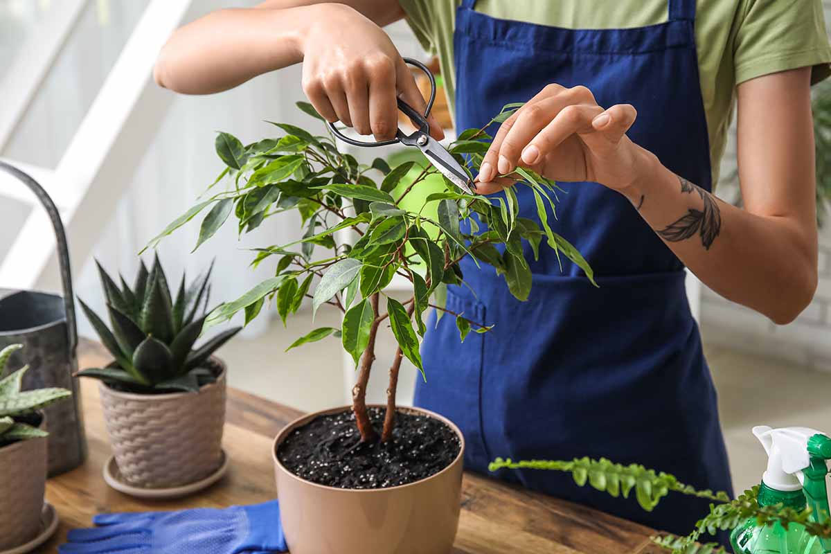 A horizontal shot of a blue-aproned woman pruning a weeping ficus with gardening scissors.