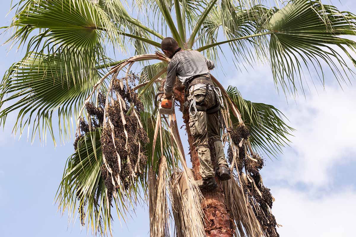 A close up horizontal image of an arborist pruning the top of a Mexican fan palm (Washingtonia robusta) specimen.