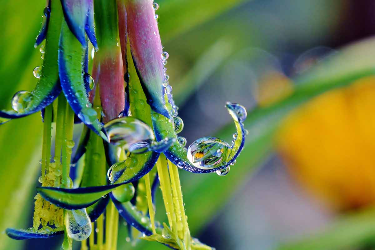 A horizontal close up of a billbergia nutans plant. A queen's tears flower is in sharp focus in the center of the frame with raindrops on the petals.