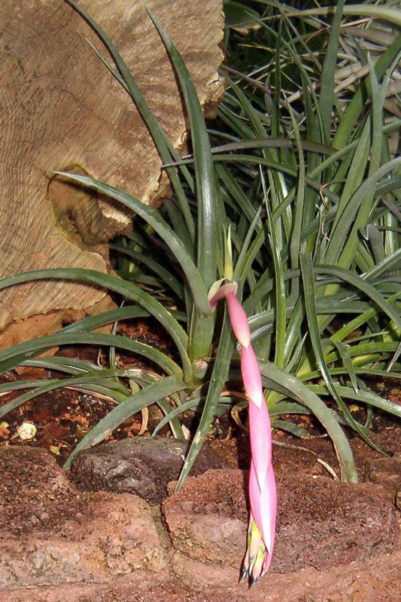 A vertical photo of a queen's tears bromeliad growing outdoors against a large rock.