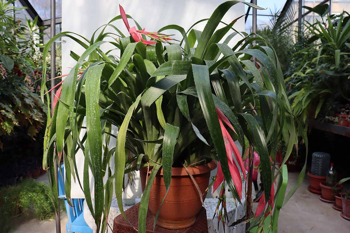 A horizontal photo of a queen's tears bromeliad with several pink flowers growing in a terra cotta pot.