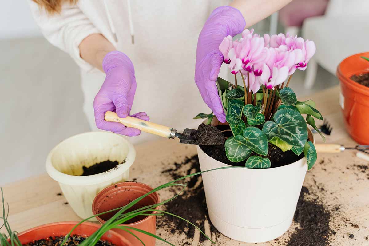 A close up horizontal image of the gloved hands of an indoor gardener repotting a blooming cyclamen.