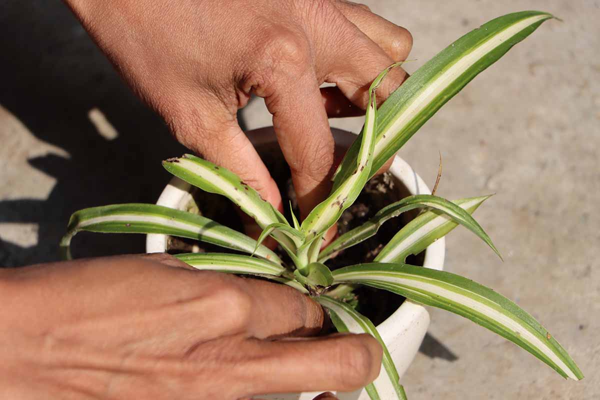 A close up horizontal image of two hands from the left of the frame repotting a small Chlorophytum comosum into a white pot.
