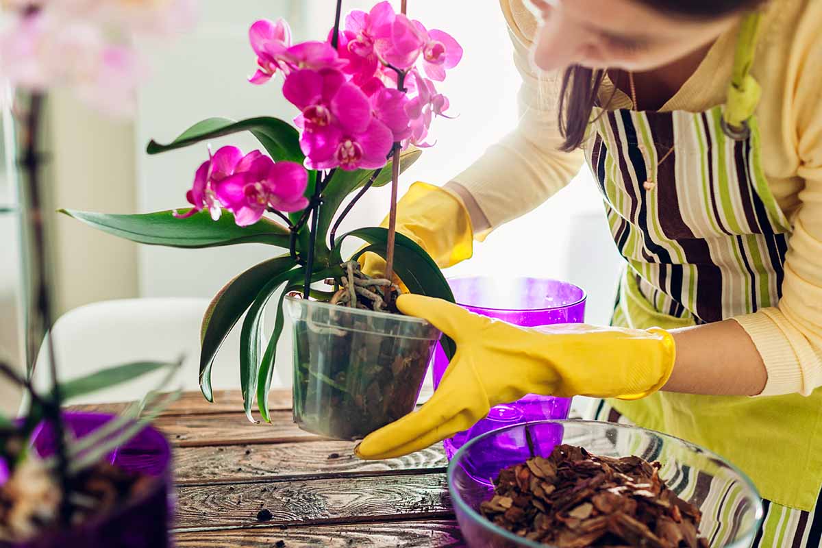 A close up horizontal image of an indoor gardener transplanting an orchid into a new pot.