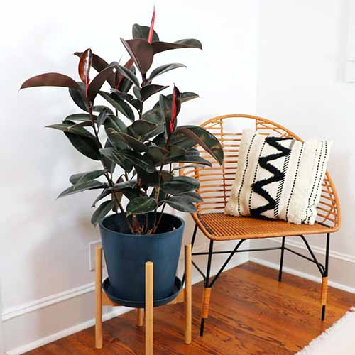 A square shot of a rubber plant in a dark pot on a wooden stand seated next to a chair in the corner of a room.