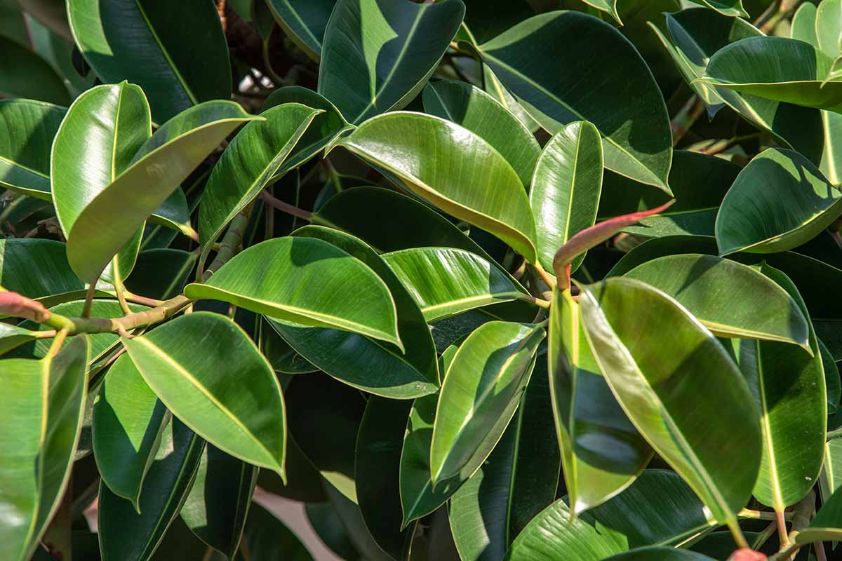 A vertical close up shot of two branches and the foliage of a rubber tree.