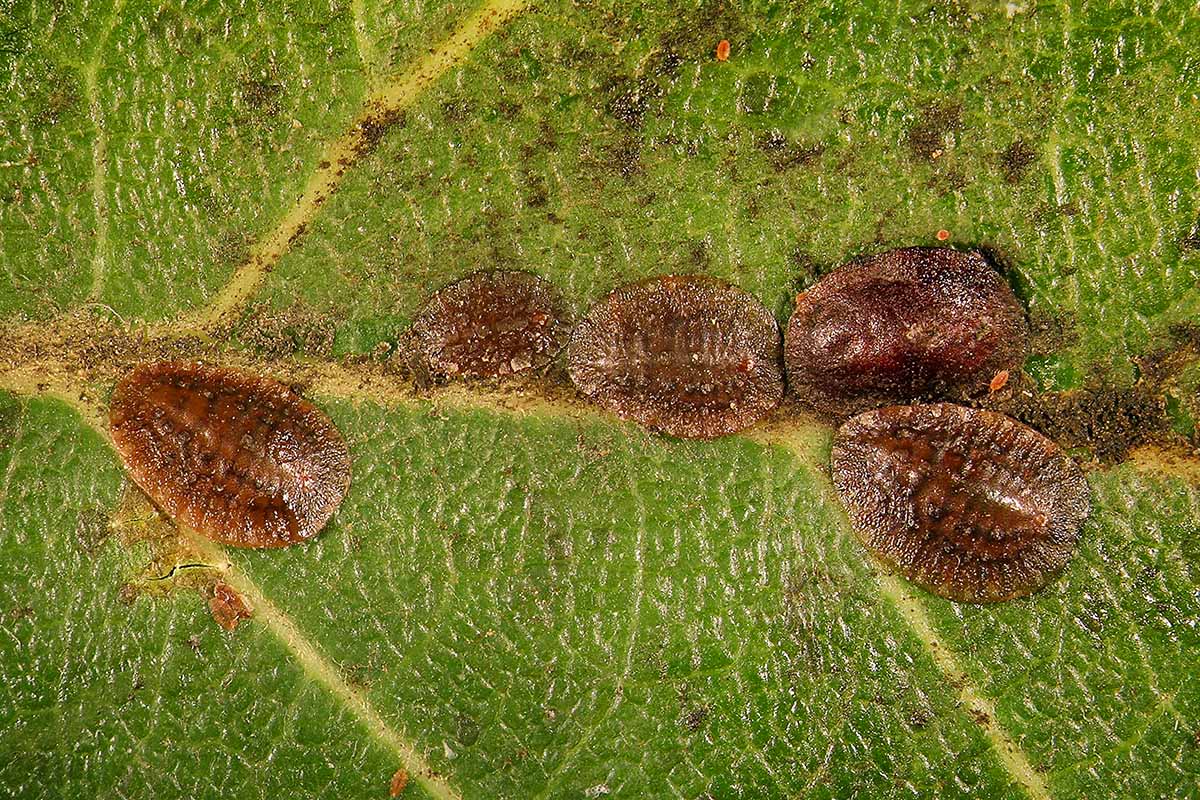 A horizontal close-up of five small, brown scale insects arranged along a yellow leaf vein.