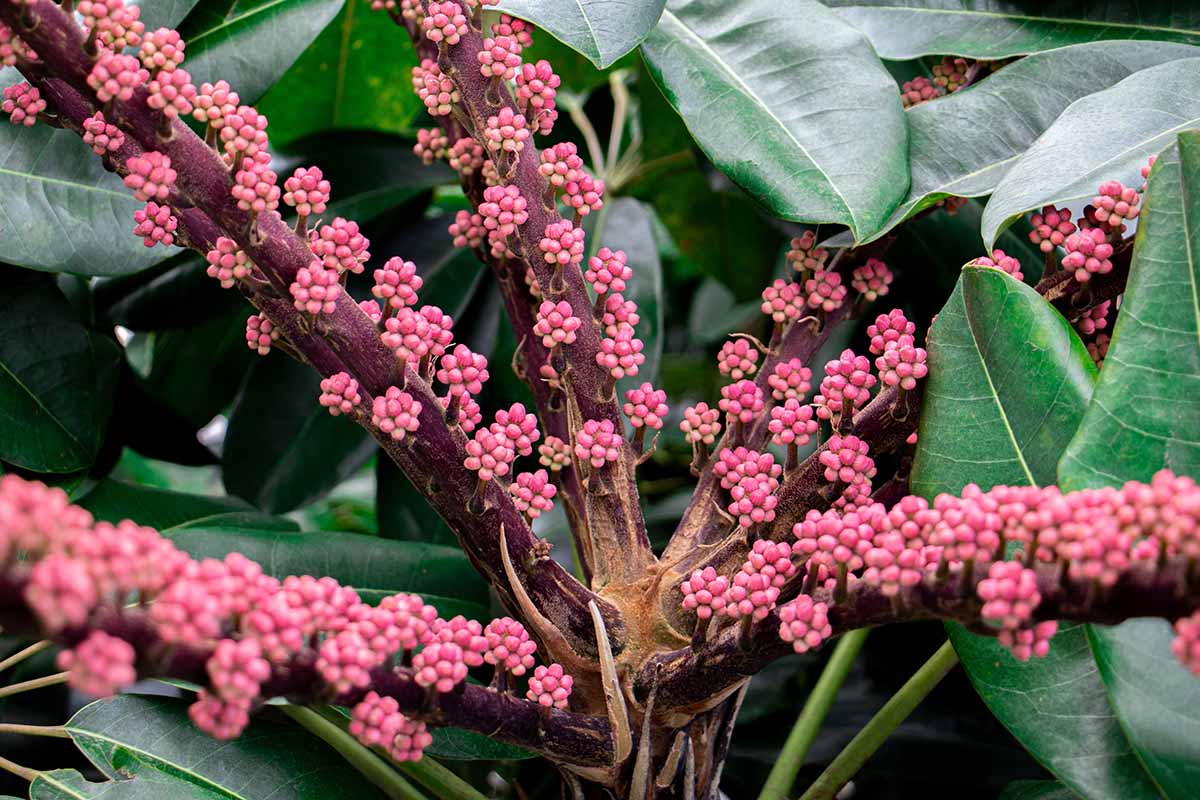 A horizontal shot of a flowering umbrella tree, or Schefflera actinophylla, with small many pink flowers and seeds on the long cluster on the evergreen umbrella tree branches.