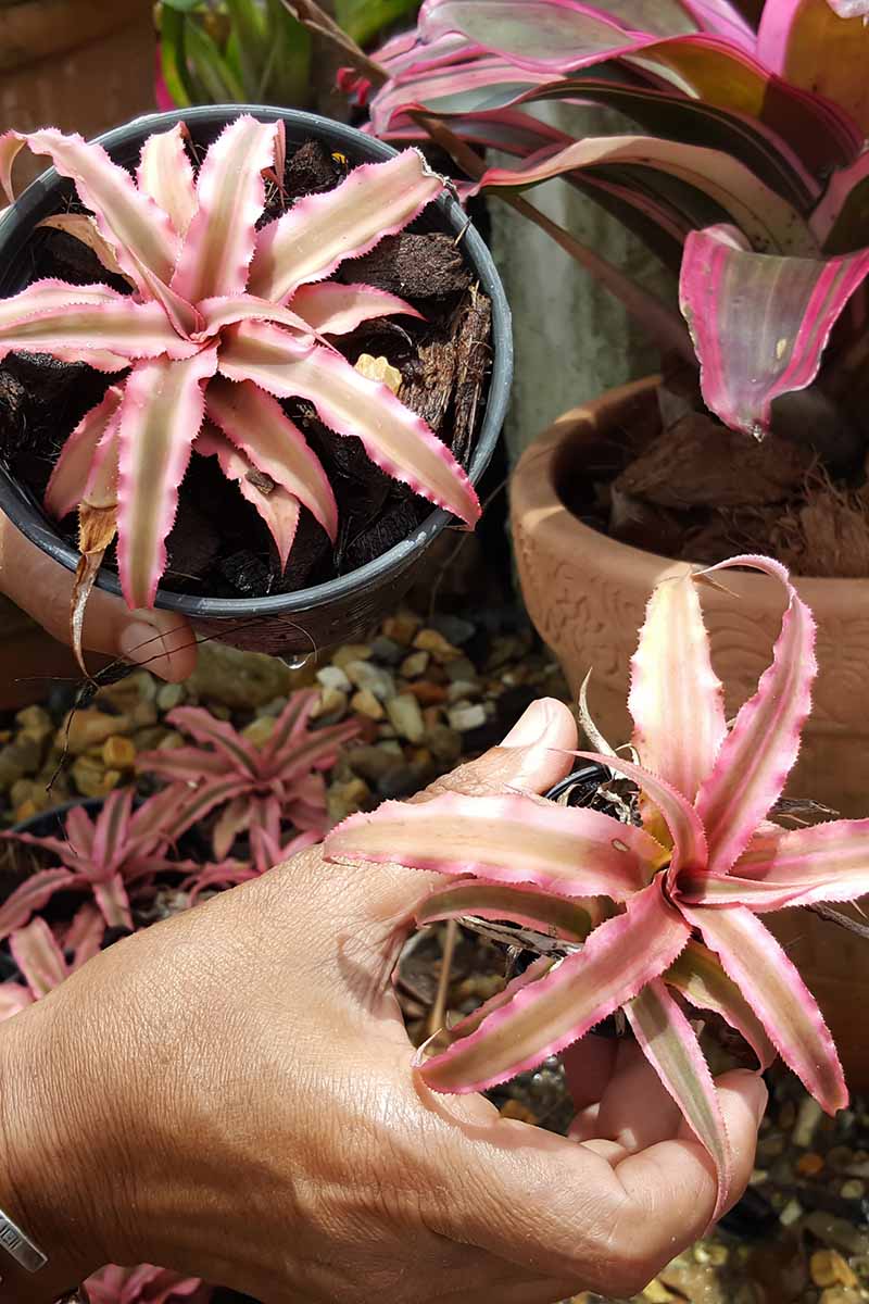 A close up vertical image of a gardener removing a small offshoot from a pink and brown variegated bromeliad growing in a pot,