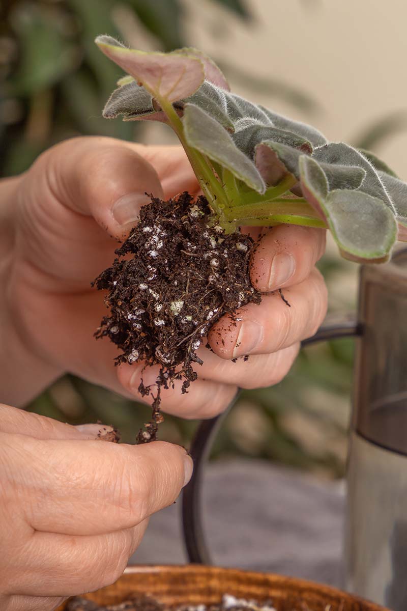 A close up vertical image of a gardener's hands cleaning the root ball of a recently divided African violet offset.