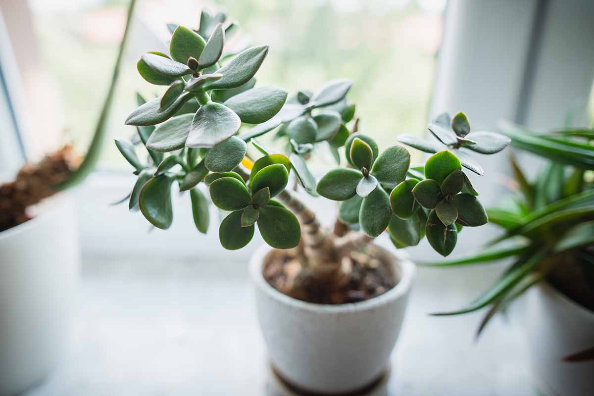 A close up horizontal image of a jade plant growing in a small ceramic pot on a windowsill.