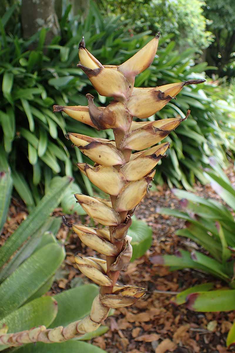A close up vertical image of a spent flower and seed pods of a Vriesea bromeliad growing outdoors.