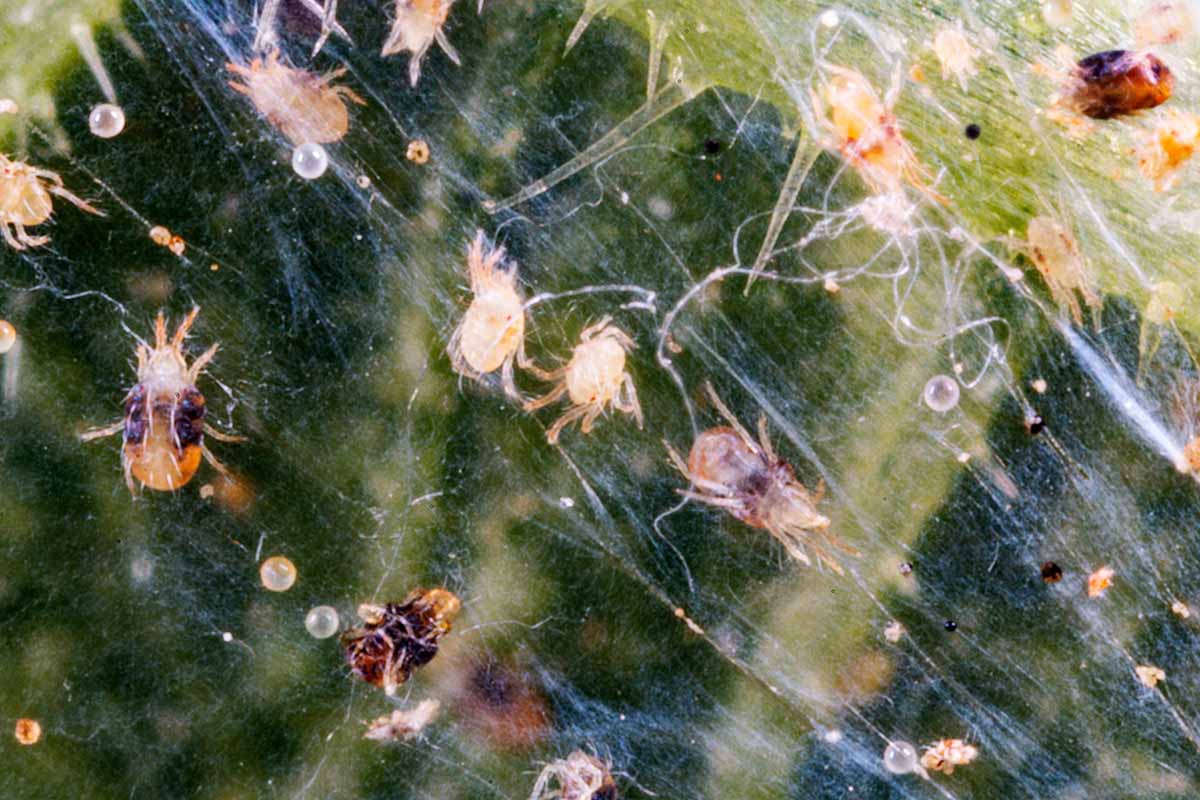A highly magnified image of a spider mite infestation on the surface of a leaf.