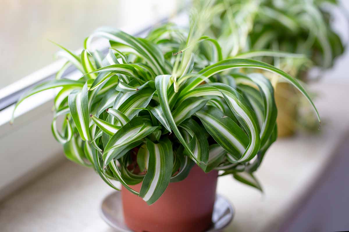 A close up horizontal image of a variegated spider plant in a terra cotta pot set on a windowsill pictured on a soft focus background.