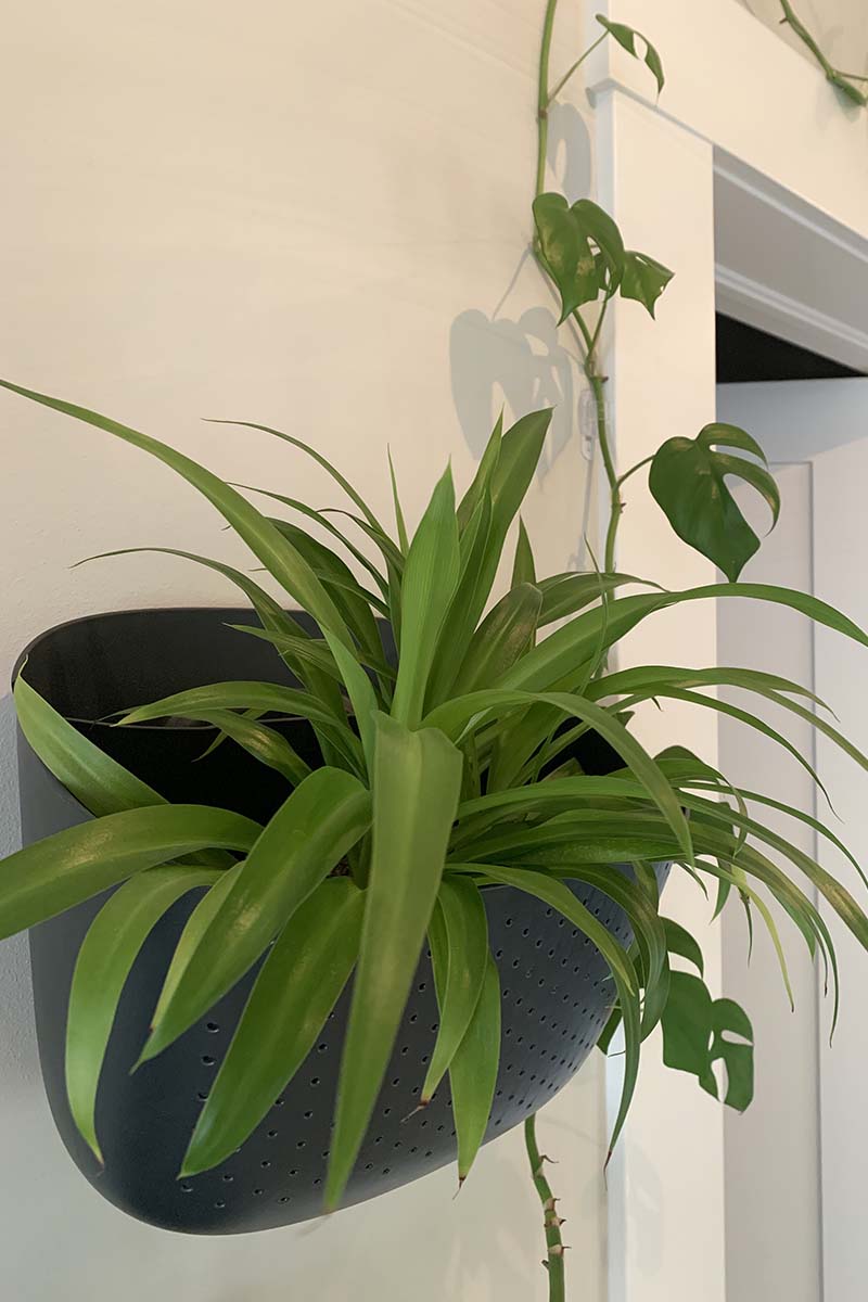 A close up vertical image of a small Chlorophytum comosum growing in a wall sconce with a monstera growing in the background.