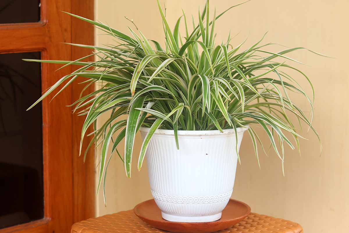 A close up horizontal image of a variegated spider plant growing in a large white pot indoors.