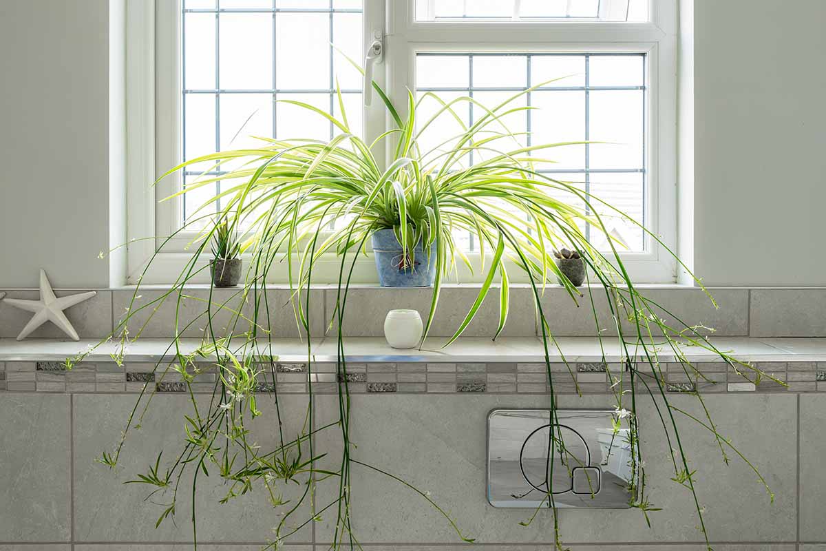 A horizontal image of a large spider plant with several offsets growing in a pot on a windowsill in a bathroom.
