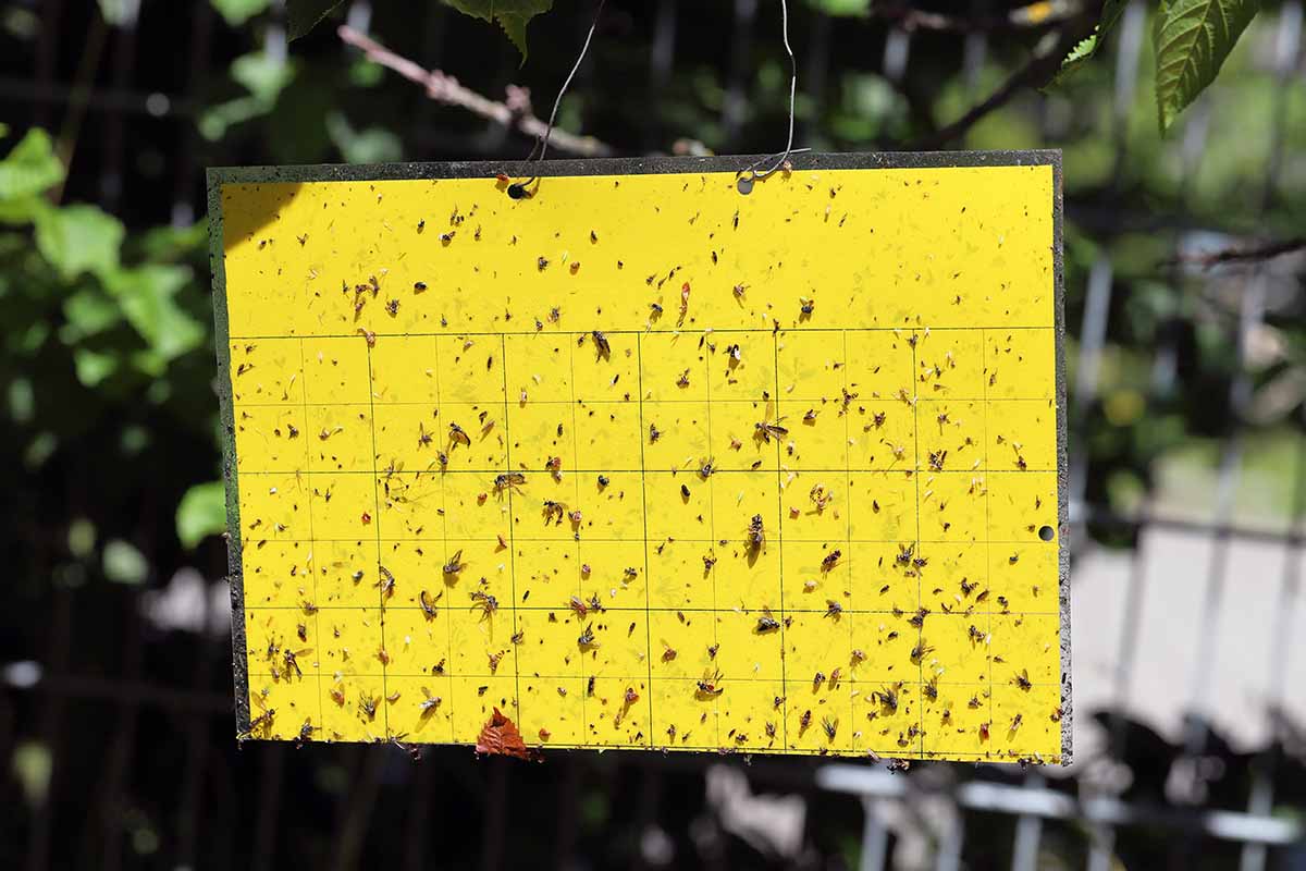 A close up horizontal image of a yellow sticky trap that has caught thousands of tiny insects.